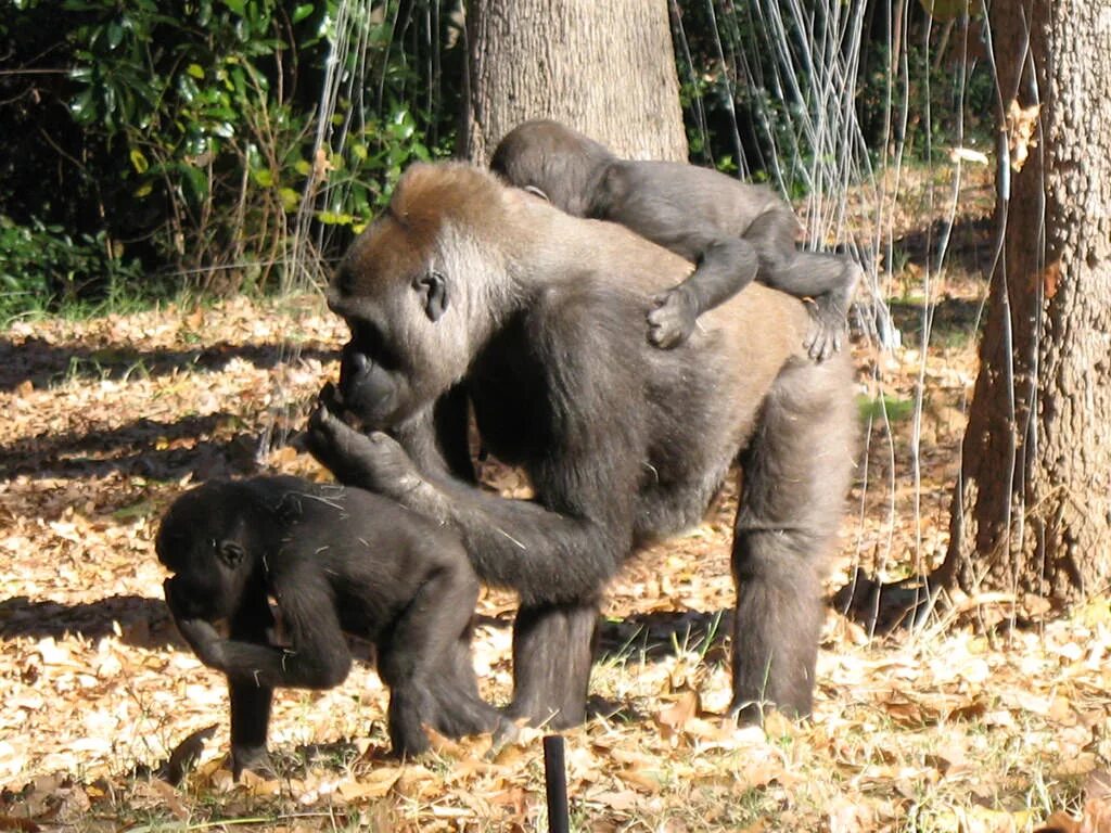 Гориллы размножаются. Обезьянки спариваются. Обезьяны сношаются. Обезьяны сношаются. Шимпанзе бонобо спариваются.