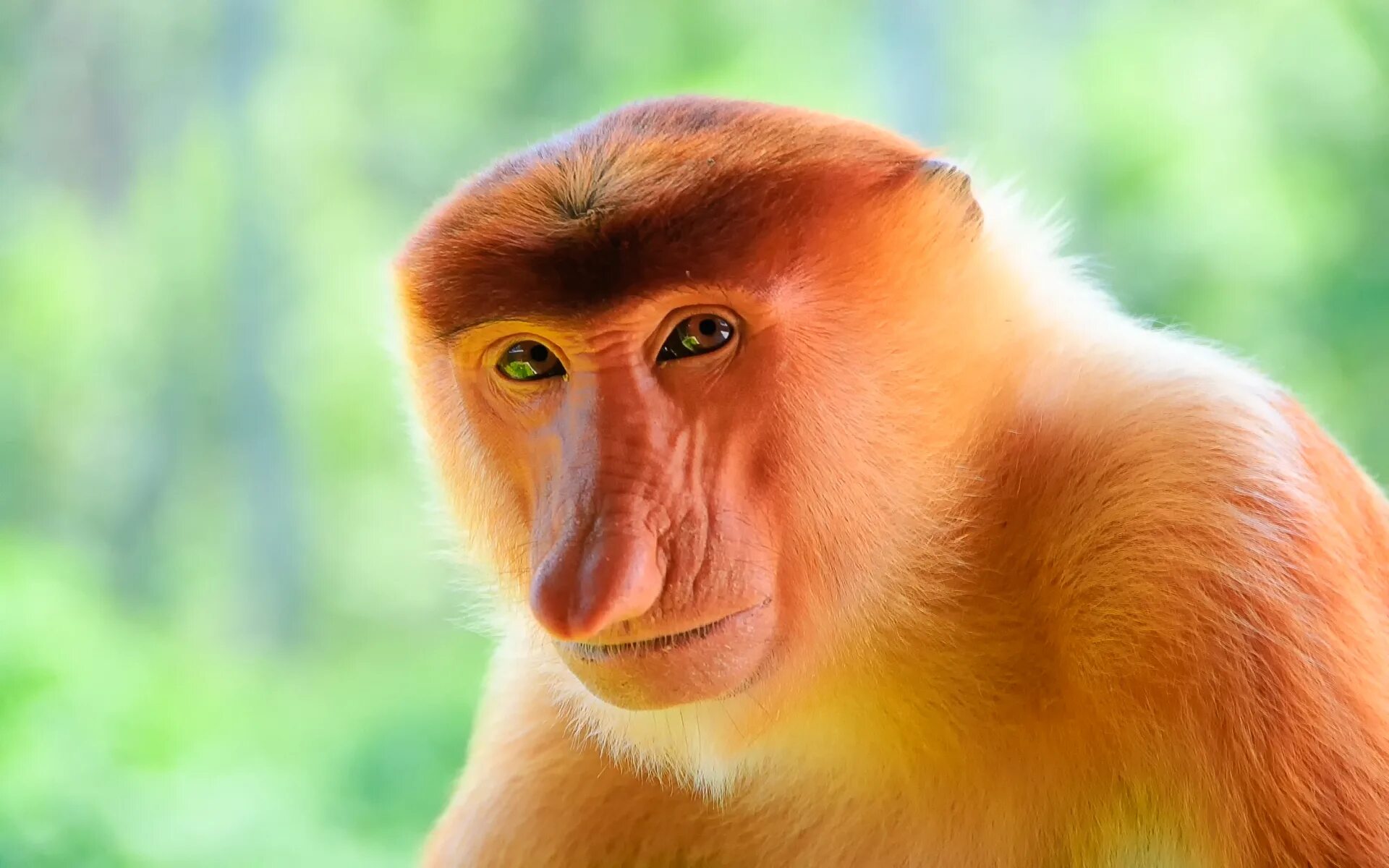 Обезьяна носач. Носач (proboscis Monkey). Бабуин носач кахау. Горилла носач. Носач мартышковые