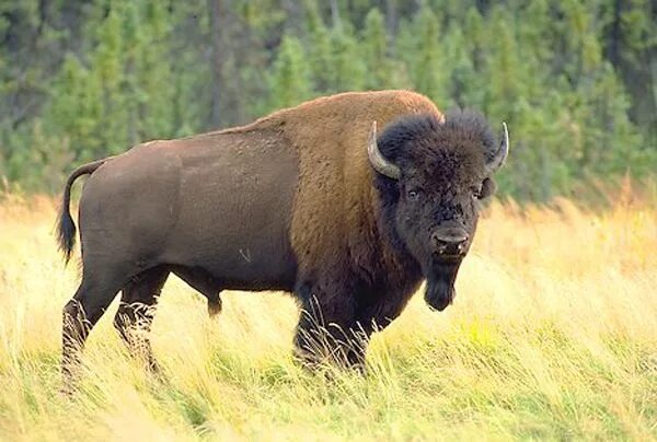 Эндемики Северной Америки Бизон. Лесной Бизон (в Канаде) (Bison Bison athabascae). Степной Бизон. Самка зубра. Бизон последняя