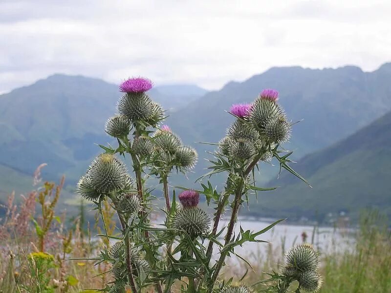 Scotland plants. Чертополох Шотландия. Чертополох символ Шотландии. Татарник чертополох. Чертополох мелкоголовчатый.