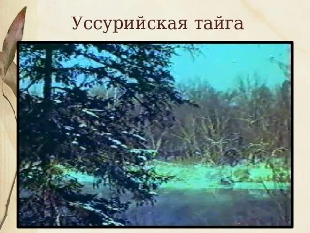 Уссурийский край исследовал. Капитан тайги Владимир Арсеньев. Арсеньев Уссурийская Тайга. Доклад Уссурийская Тайга 8 класс. Капитан тайги Владимир Арсеньев презентация.