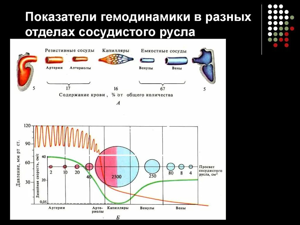 Какова зависимость изменения скорости движения крови. Изменение давления в разных отделах сосудистого русла. Показатели гемодинамики в различных отделах сосудистого русла. Изменение показателей гемодинамики по ходу сосудистого русла. Графики изменений показателей гемодинамики.