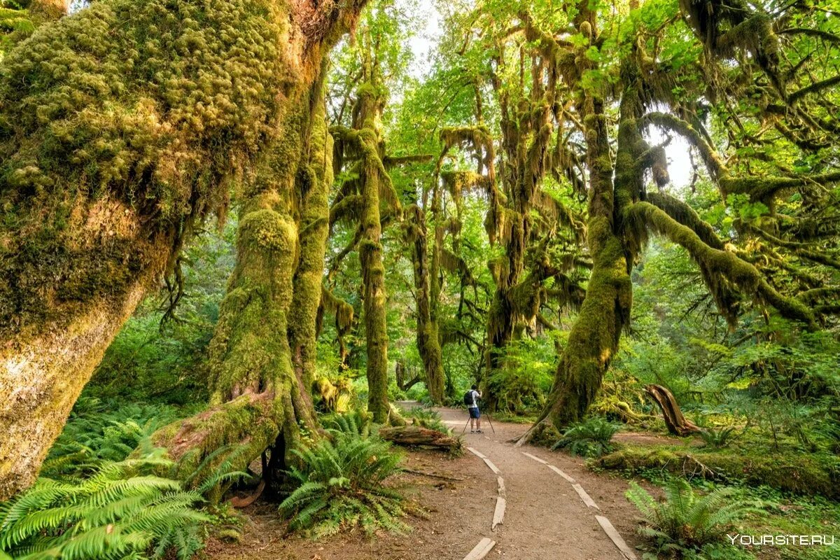 Вечнозеленая страна. Национальный парк Олимпик Вашингтон. Дождевой лес Хох США. Национальный парк Олимпик дождевые леса. Национальный парк «Олимпик», штат Вашингтон.