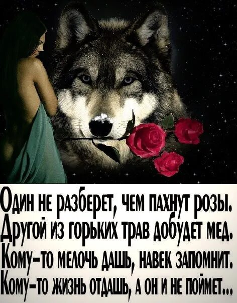 Пословица сколько волка не корми. Сколько волка не корми все равно в лес. Сколько волка не корми все равно. Сколько волка не корми пословица. Сколько волка не корми все равно в лес смотрит картинка.