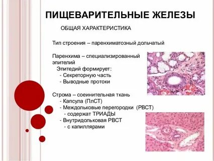 Пищеварительная железа выполняющая барьерную функцию