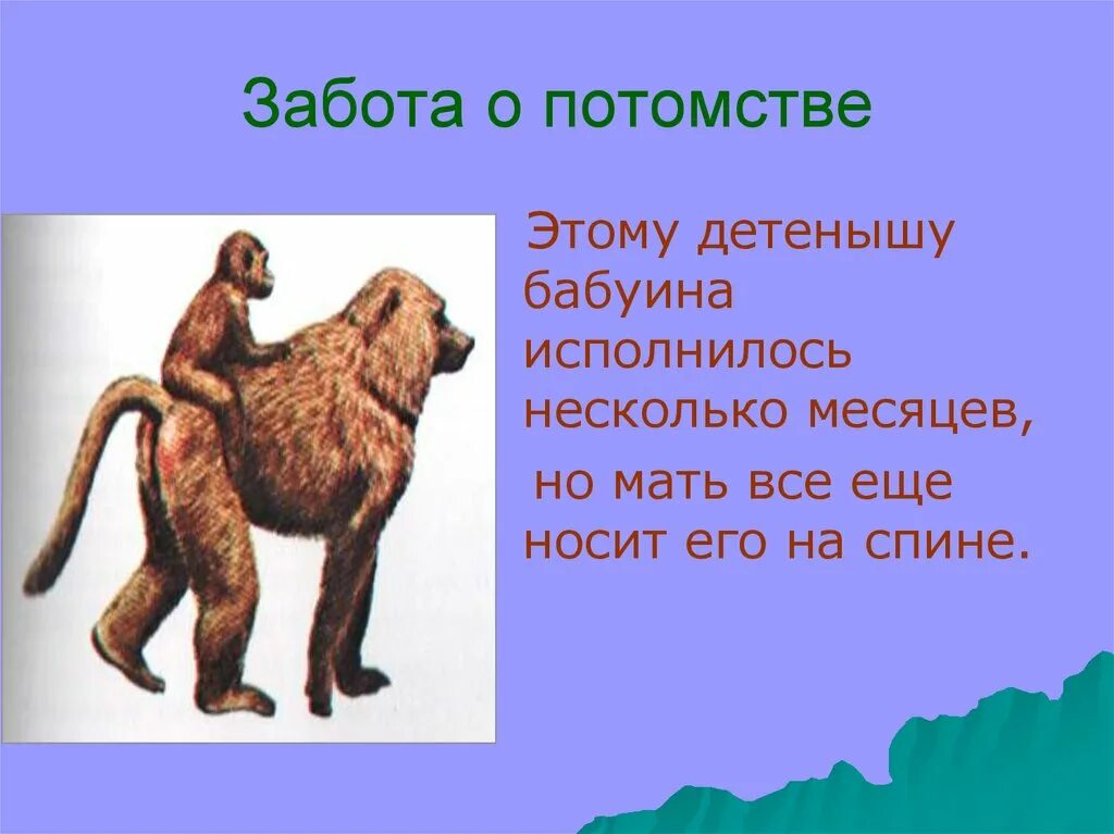 Особенности заботы о потомстве. Забота о потомстве. Забота о потомс. Пассивная забота о потомстве. Забота о потомстве примеры.