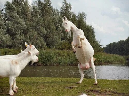 Коза прыгает. Козленок прыгает. Скачущий козлик. Две козы.