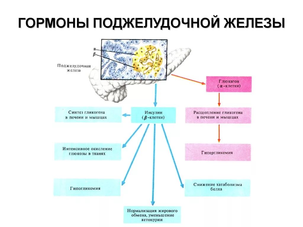 Схема поджелудочная железа инсулин. Гормоны поджелудочной железы и их функции схема. Эндокринная функция поджелудочной железы схема. Гормоны эндокринной части поджелудочной железы и их функции.