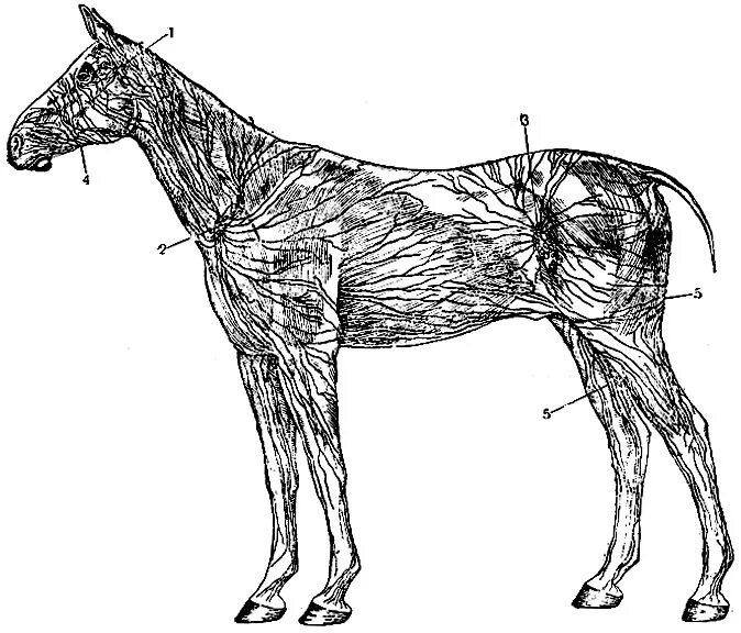System animal. Поверхностные лимфатические узлы лошади. Анатомия лошади лимфатическая система. Лимфатическая система животных. Топография лимфатических узлов КРС.