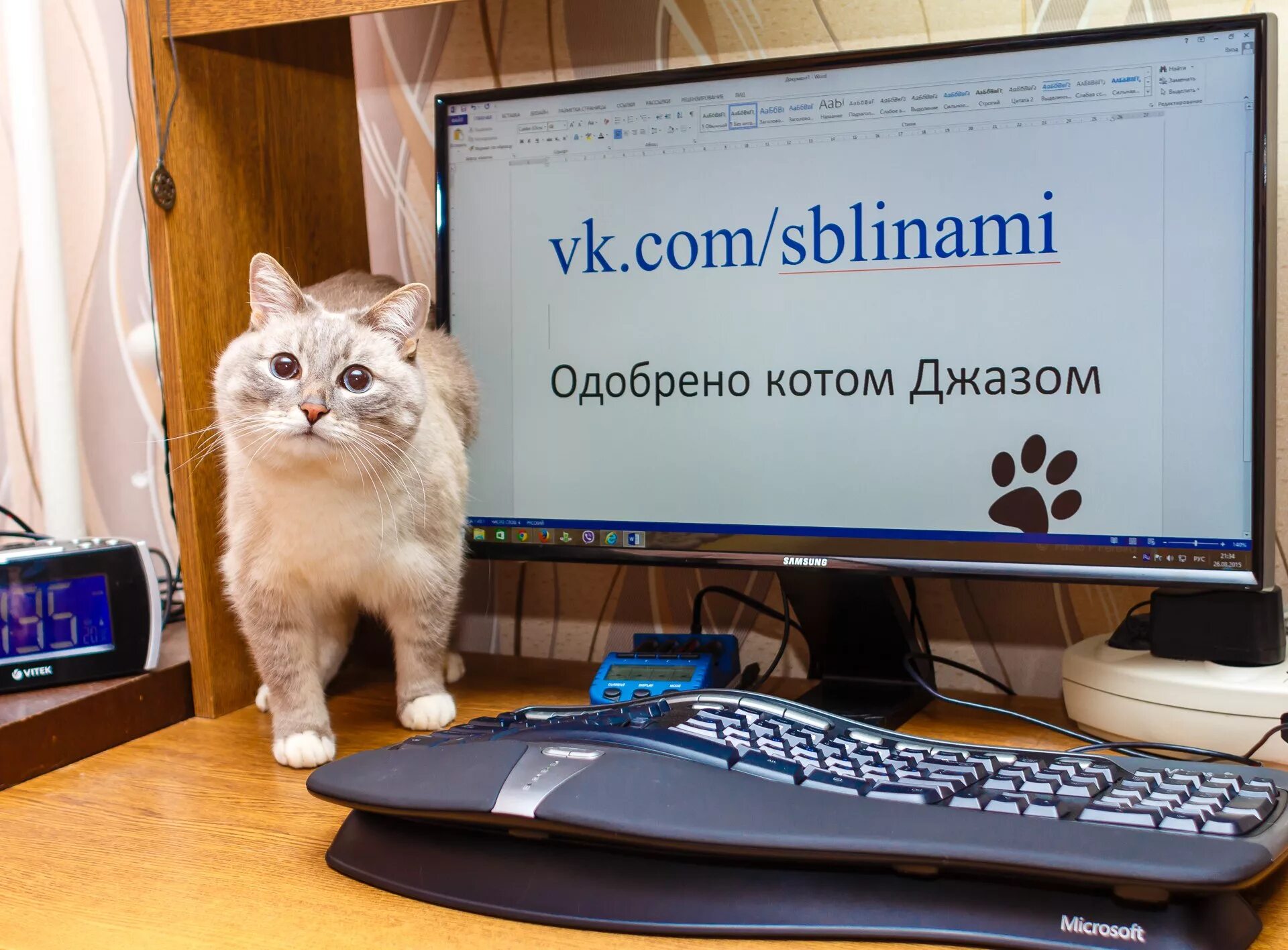 Кот программист. Котик с компьютером. Котик за компом. Кот и компьютер.