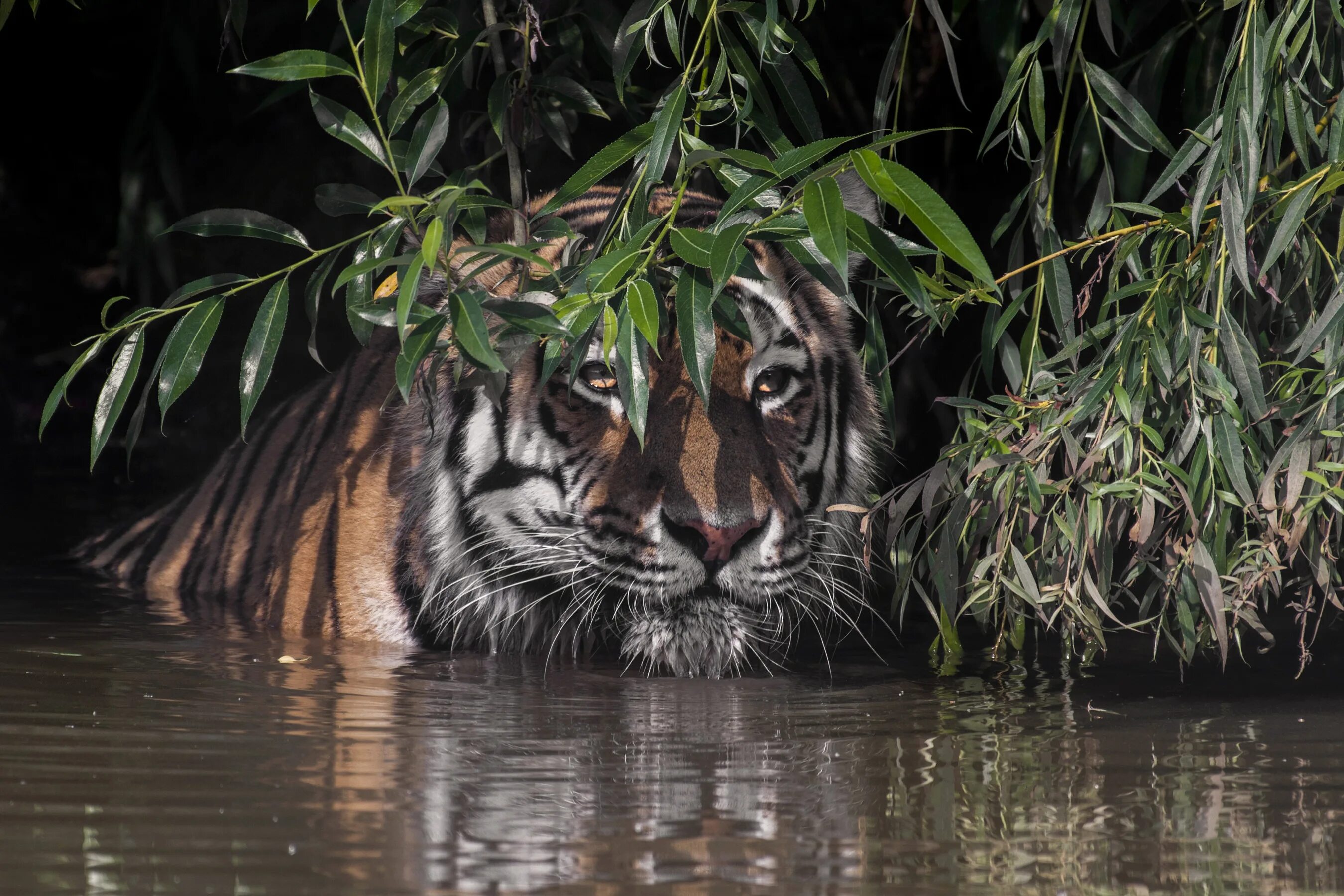 Тигр в засаде мем. Тигр. Тигр в воде. Водяной тигр. Тигр в засаде.