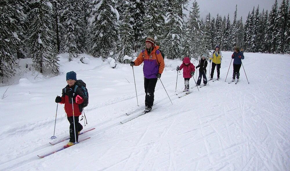 Семья лыжников. Прогулка на лыжах. Прогулка на лыжах в лесу. Лыжная прогулка в лесу. Ходьба на лыжах.