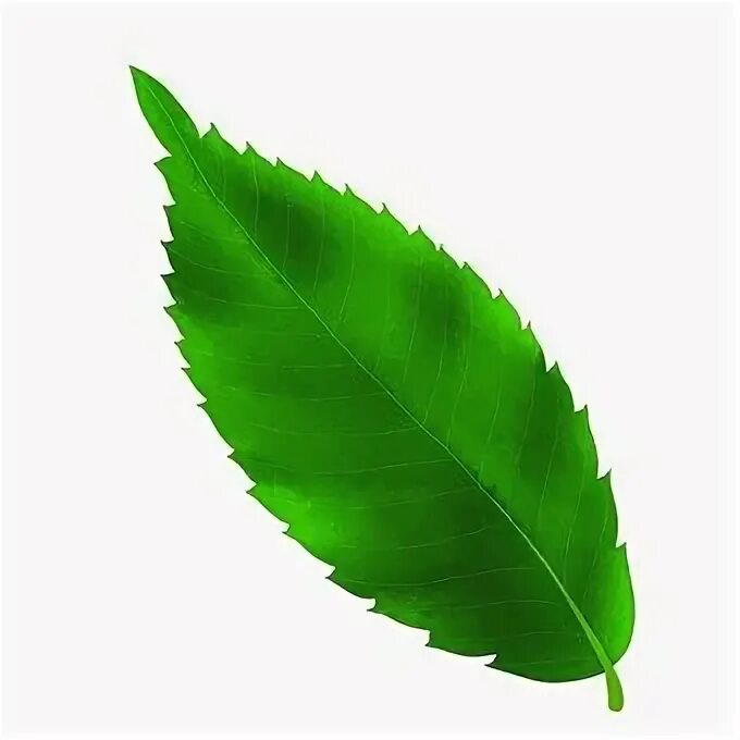 Real leaf. Real leaf