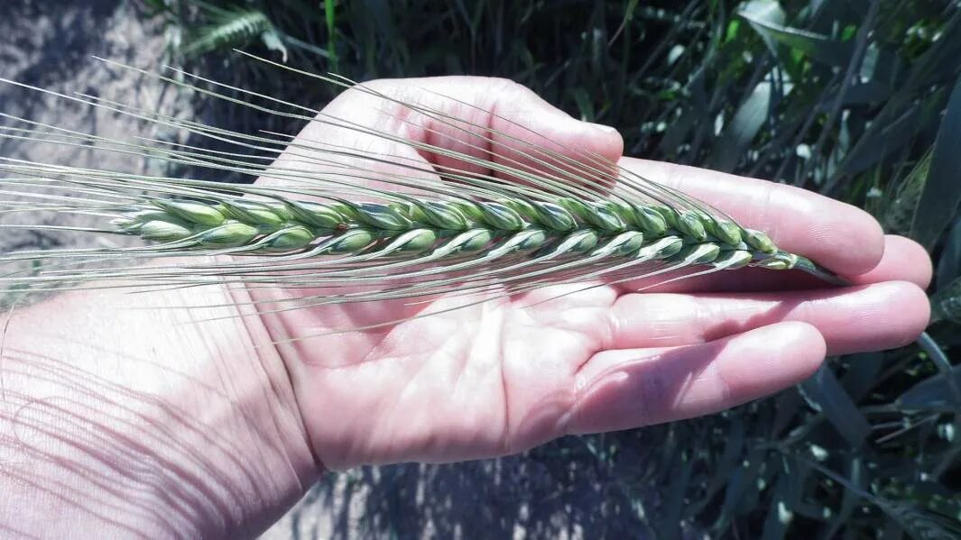 Гексаплоидная тритикале. Пшеница пырей. Пшеница пырей. Пырей ползучий классификация. Пшенично-пырейный гибрид 599.