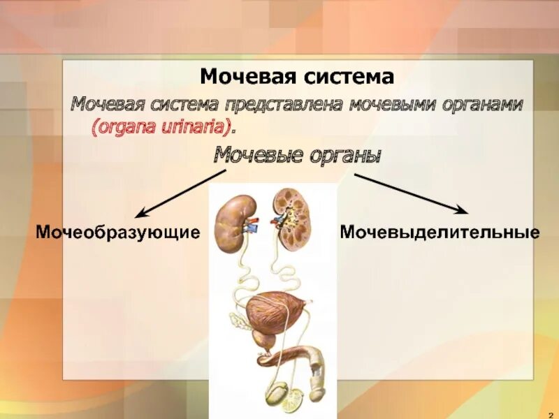 Мочевая система. Мочевыделительная система человека. Мочевые органы. Функции мочевой системы.