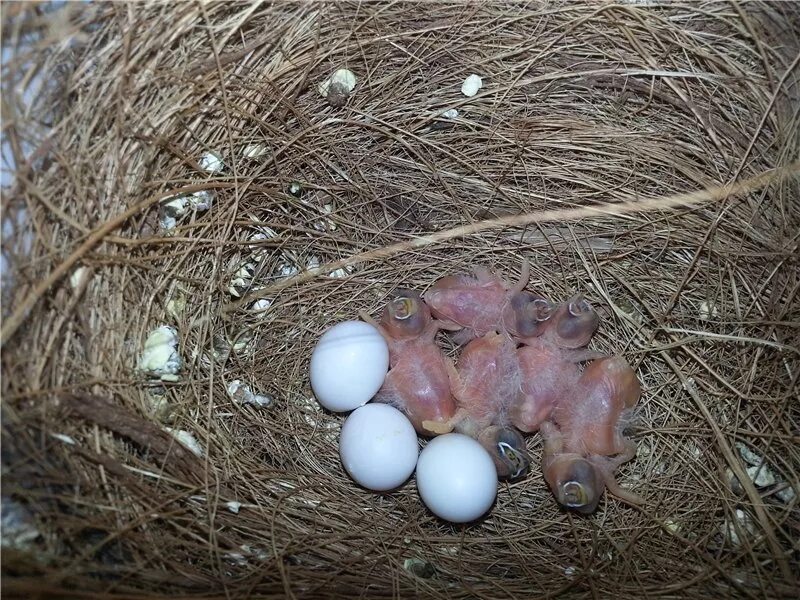 Выносил яйца. Птенцы амадины Гульда гнездо. Амадин высиживает яйца. Зебровые амадины яйца. Яйца амадинов зебровых.