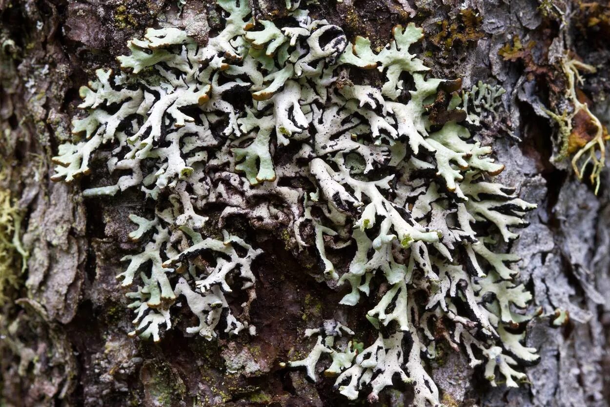 Лишайники способны к. Гипогимния лишайник. Гипогимния (Hypogymnia physodes). Листоватый лишайник Hypogymnia physodes. Пармелия вздутая лишайник.