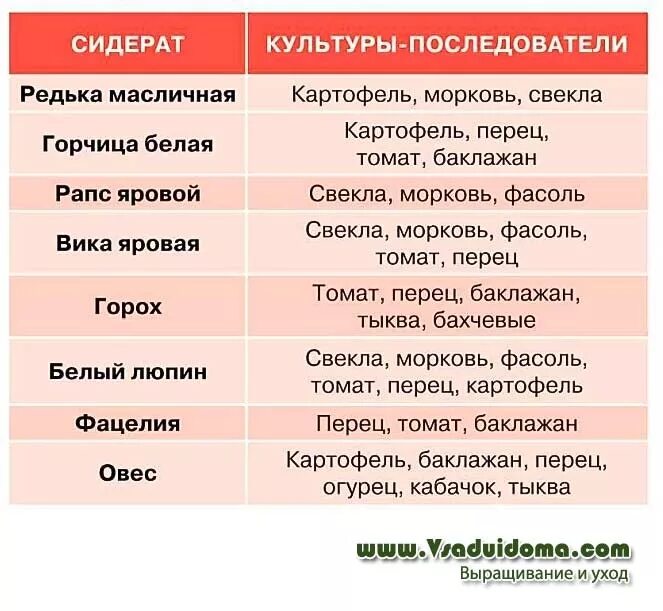 После каких культур можно сажать морковь весной. Лучшие сидераты для огорода. Таблица севооборота овощных культур и сидератов. Таблица сидератов для овощных культур. Какие сидераты для каких культур.