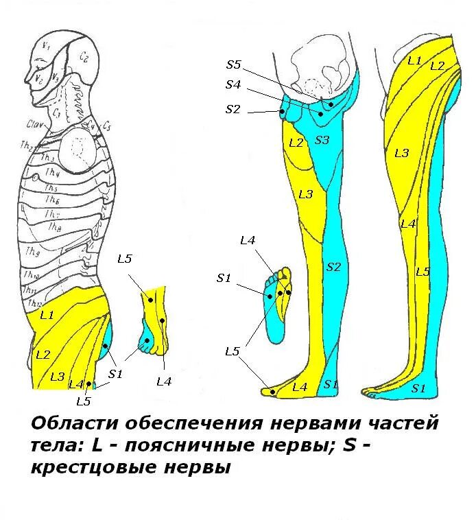 Сегменты руки