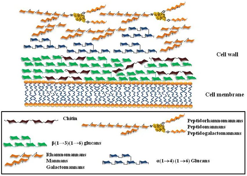 Fungal Cell Wall. Кандида клеточная стенка. Клеточная стенка из хитина у кого. Хитин в клеточной стенке. Имеется клеточная стенка из хитина