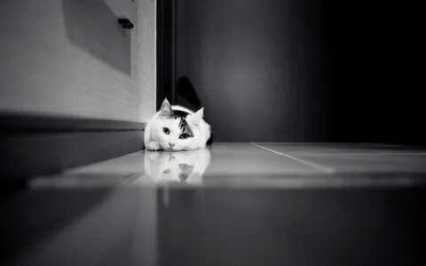 Обои котики черно белые