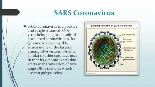 Коронавирус является. Коронавирус характеристика. Что такое коронавирус кратко. Сообщение про коронавирус. Коронавирус краткое сообщение.