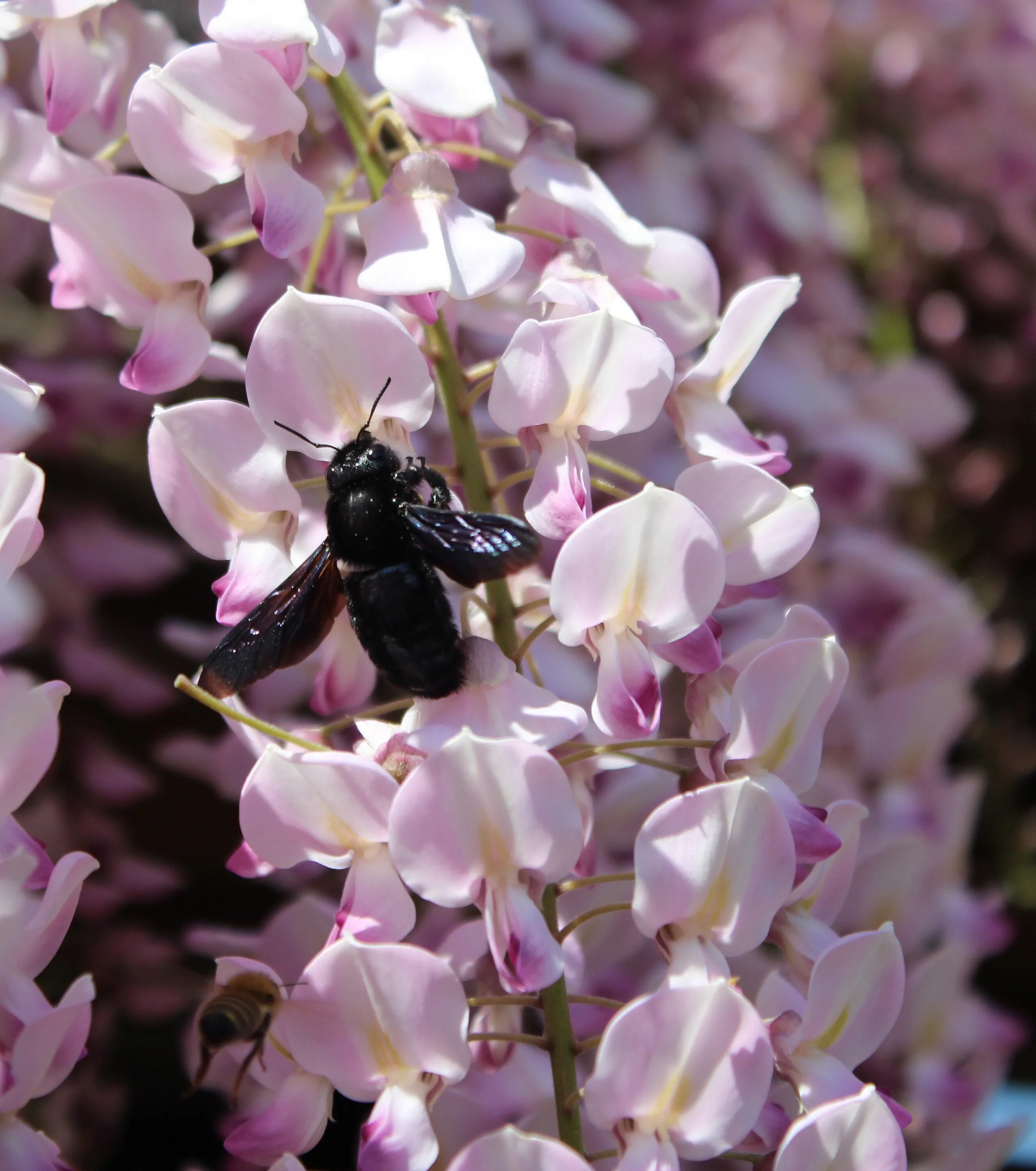 Шмель-плотник фиолетовый( Xylocopa violacea ). Пчела плотник опыляет ,сирень. Ксилокопы пчелы. Пчела на сирени. Пчелы сирень