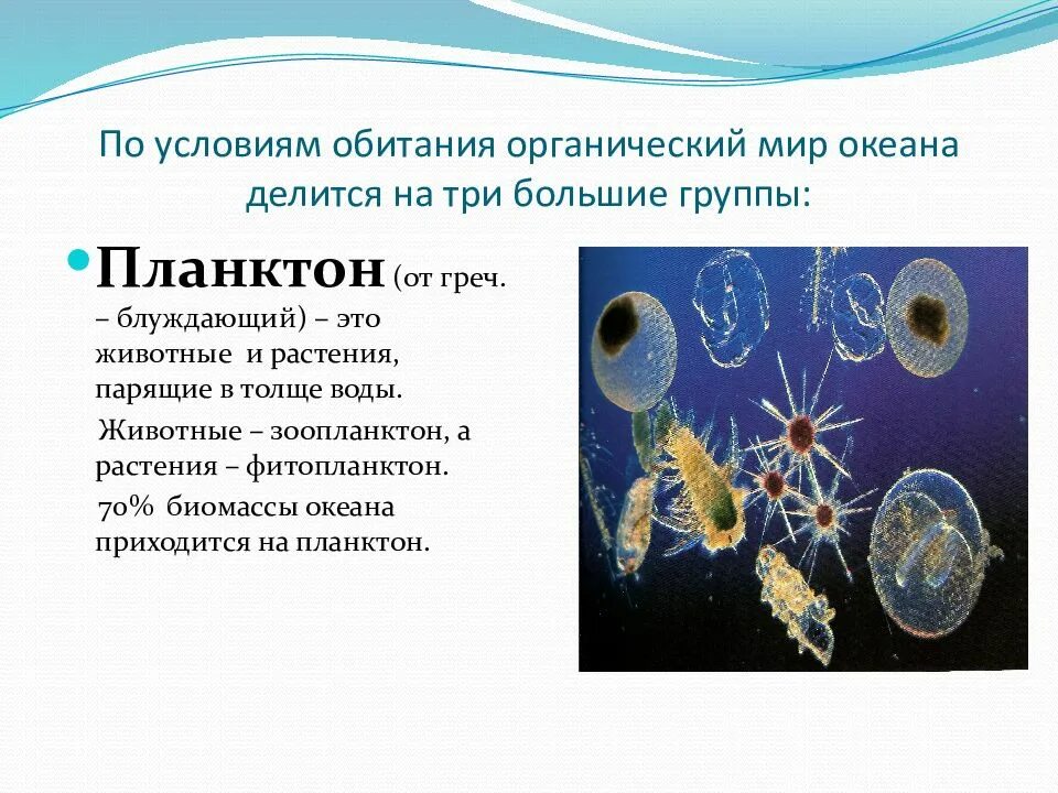 Планктон условия обитания. Органический мир мирового океана. Планктон в мировом океане. Планктон делится на.