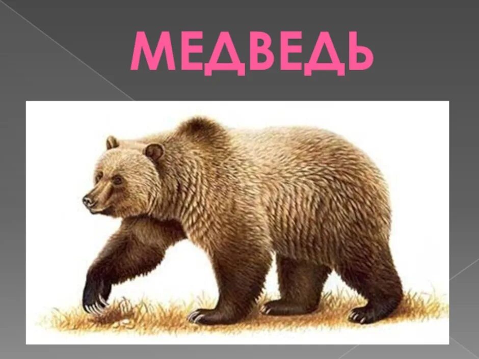 Аю жыр