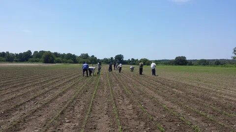 Field work