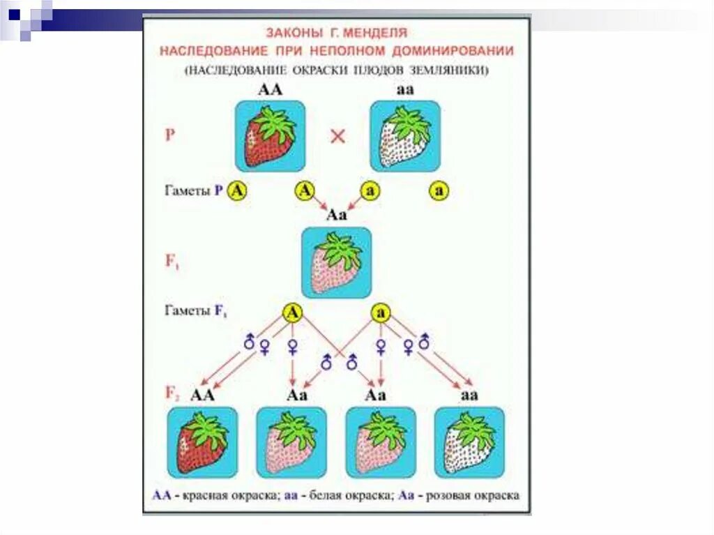 Задачи по генетике на законы менделя. Законы наследования Менделя. Схема второго закона Менделя. Законы Менделя в генетике. Второй закон Менделя схема.