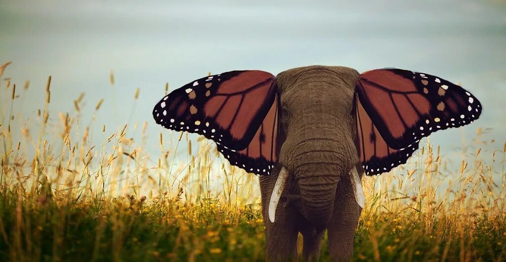 Elephant butterfly. Слоновая бабочка. Хобот бабочки. Бабочка Слоник. Слон с ушами бабочки.