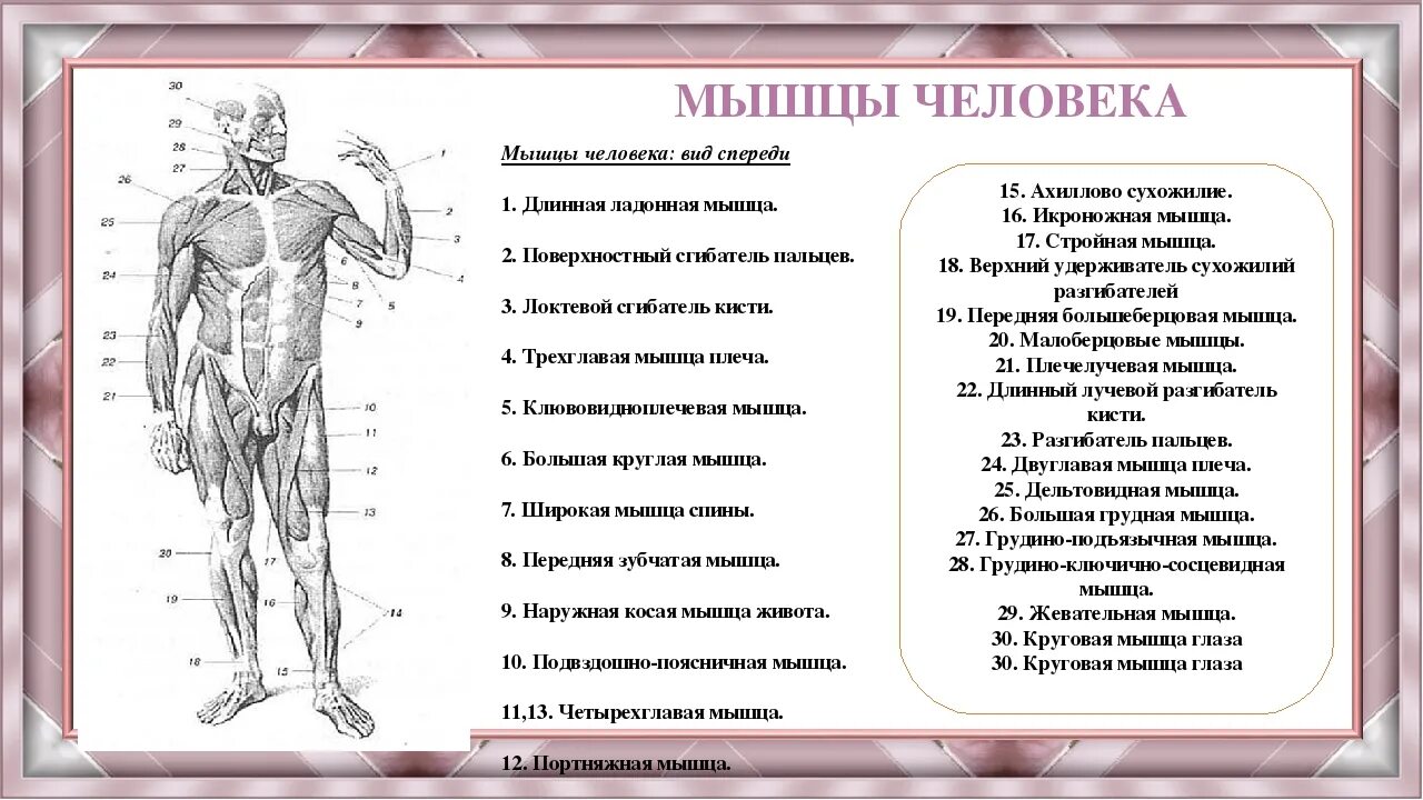 Работа и функции мышц. Строение мышц туловища спереди. Мышцы человека расположение и функции таблица анатомия. Мышцы туловища и конечностей 8 класс биология. Основные мышцы человека анатомия кратко.