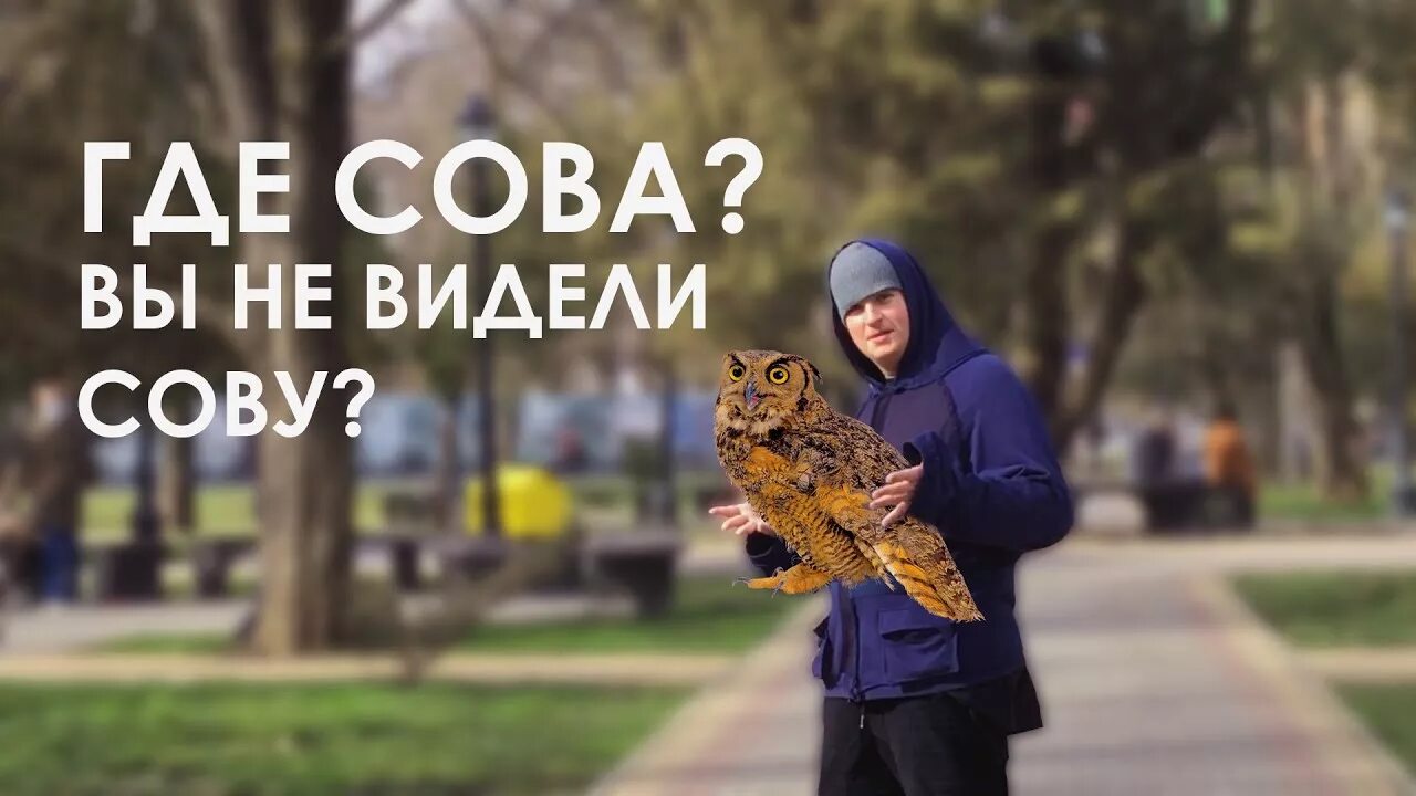 А я думала сова мем. А я думала сова. мемы а я думал сова. а я думала сова фото.