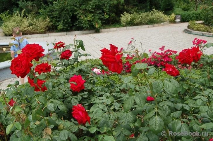 роза казахстанская юбилейная фото. роза казахстанская юбилейная энциклопедия роз. роза чайно-гибридная ред наоми. роза казахстанская юбилейная. крымская роза куст.