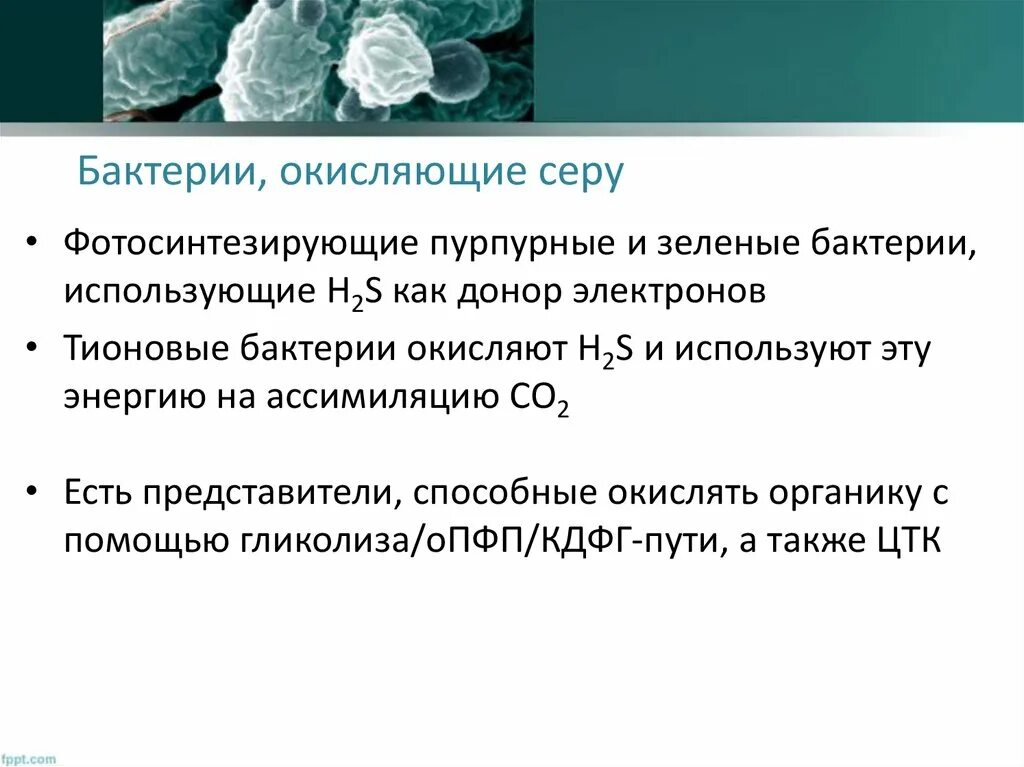 Способные окислять. Тионовые микроорганизмы. Бактерии окисляющие серу. Тионовые бактерии. Серобактерии и тионовые бактерии.