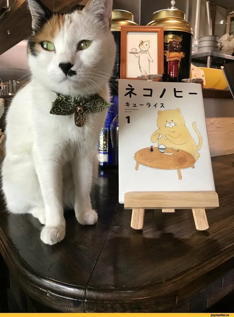 Включи коте ресторан. Япония кафе кошачье кафе. Котокафе в Японии. Кошачьи кафе в Японии. Кафе с котиками.