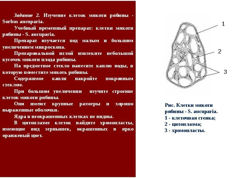 Строение клеток мякоти плодов рябины. Клетки плодов рябины. Строение клетки мякоти рябины. Клетки рябины под микроскопом. Клетка мякоти рябины