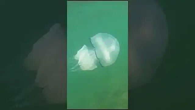 Медуза не умеет плавать субтитры