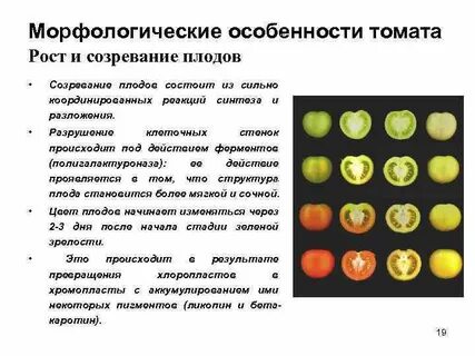 У томата высокий рост доминирующий признак