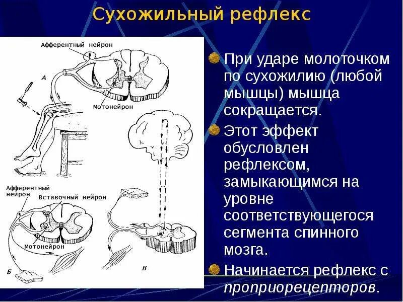 Сухожильные рефлексы физиология. Сухожильные рефлексы спинного мозга. Рефлекторная дуга сухожильного рефлекса. Рефлексы спинного мозга сухожильные рефлексы.