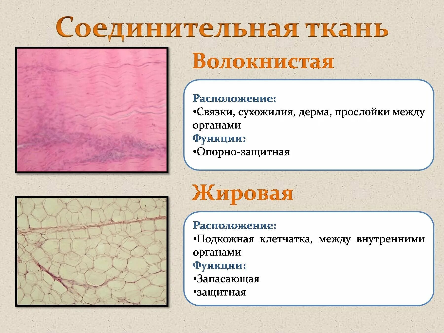 Рыхлая соединительная ткань функции и расположение. Ткани и органы соединительная ткань расположение строение функции. Соединительная ткань строение и функции 8 класс. Местоположение плотной волокнистой соединительной ткани.