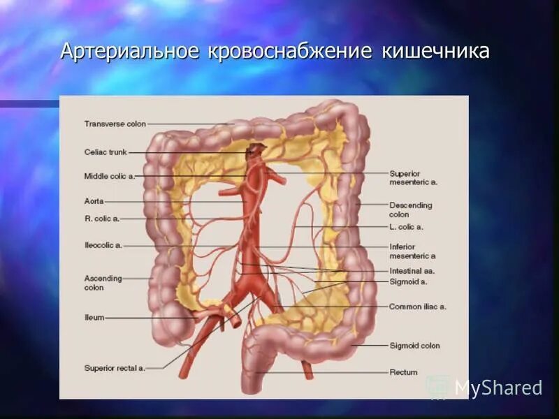 Кровоснабжение кишечника. Артериальное кровоснабжение тонкого кишечника. Нарушение кровоснабжение в кишечнике. Недостаточное кровоснабжение кишечника. Острое мезентериальное кровообращение