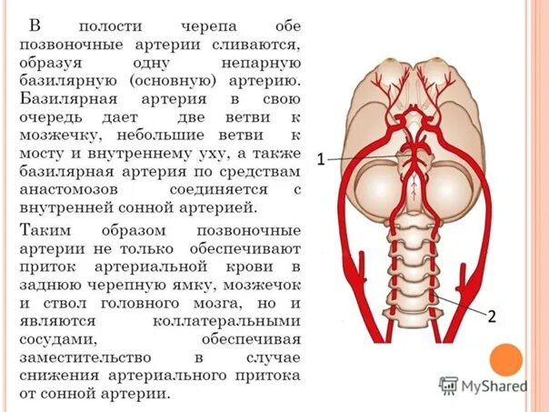 Отделы подключичной артерии. Основная артерия ветви. Левая внутренняя сонная артерия кровоснабжает. Сосуды головы виллизиев круг. М2 сегмент средней мозговой артерии.