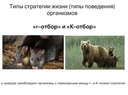 Каково поведение в жизни организмов