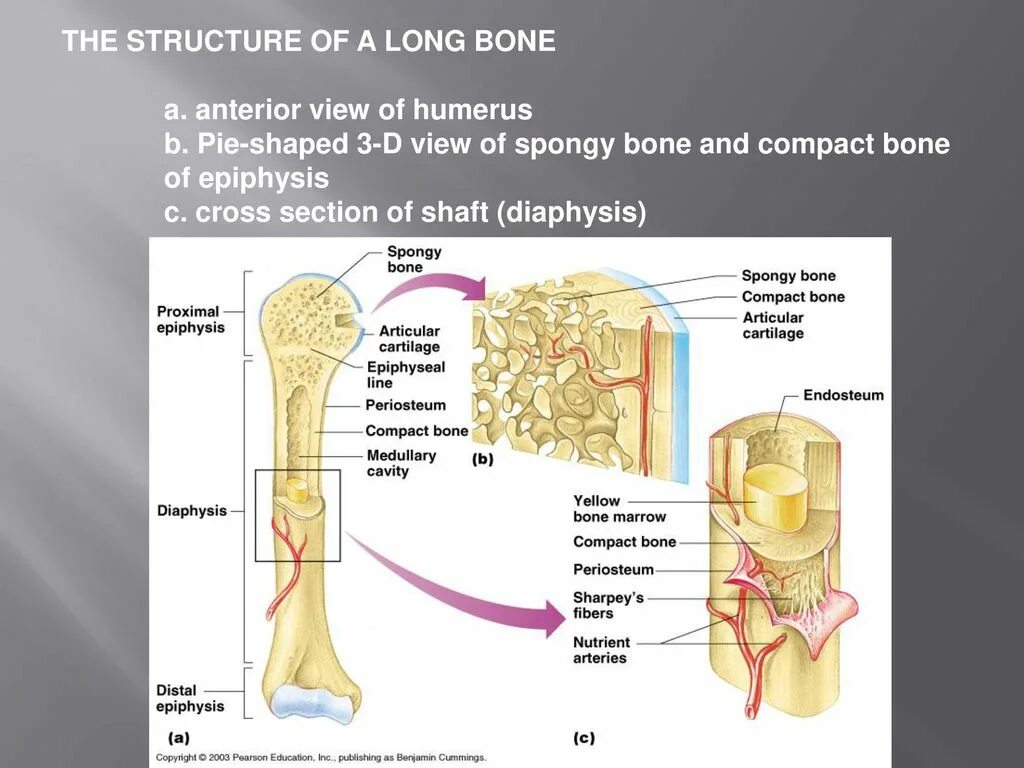 Long bone. Long Bone анатомия. Эндост кости. Строение кости эндост. Периост и эндост.