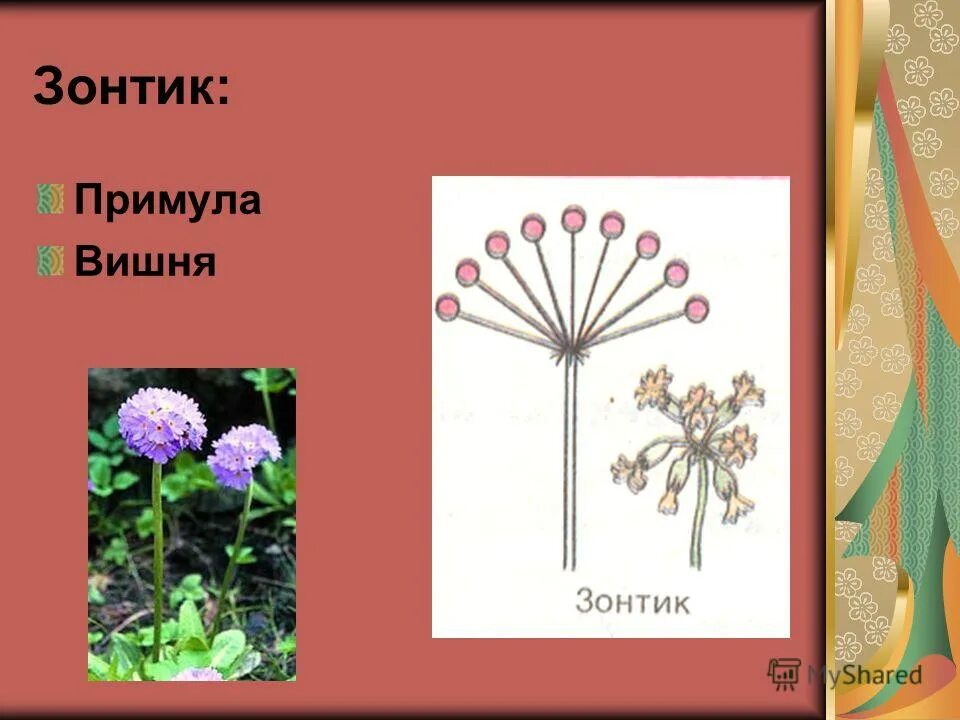 Генеративные органы цветки соцветия. Первоцвет весенний соцветие. Примула соцветие. Соцветие вишни и примулы. Соцветие вишни и примулы.
