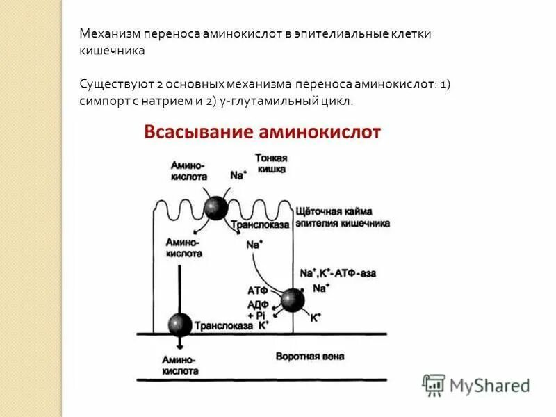 Всасывание аминокислот образование. Механизм всасывания аминокислот биохимия. Роль гамма глутамильного цикла. Механизм всасывания аминокислот. Глутамильный цикл всасывания аминокислот.