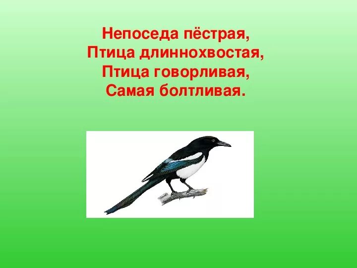 Длиннохвостая птица говорливая, самая болтливая.. Непоседа пестрая птица длиннохвостая птица говорливая самая. Птица говорливая самая болтливая. Пёстрая длиннохвостая самая болтливая. Длиннохвостая самая болтливая