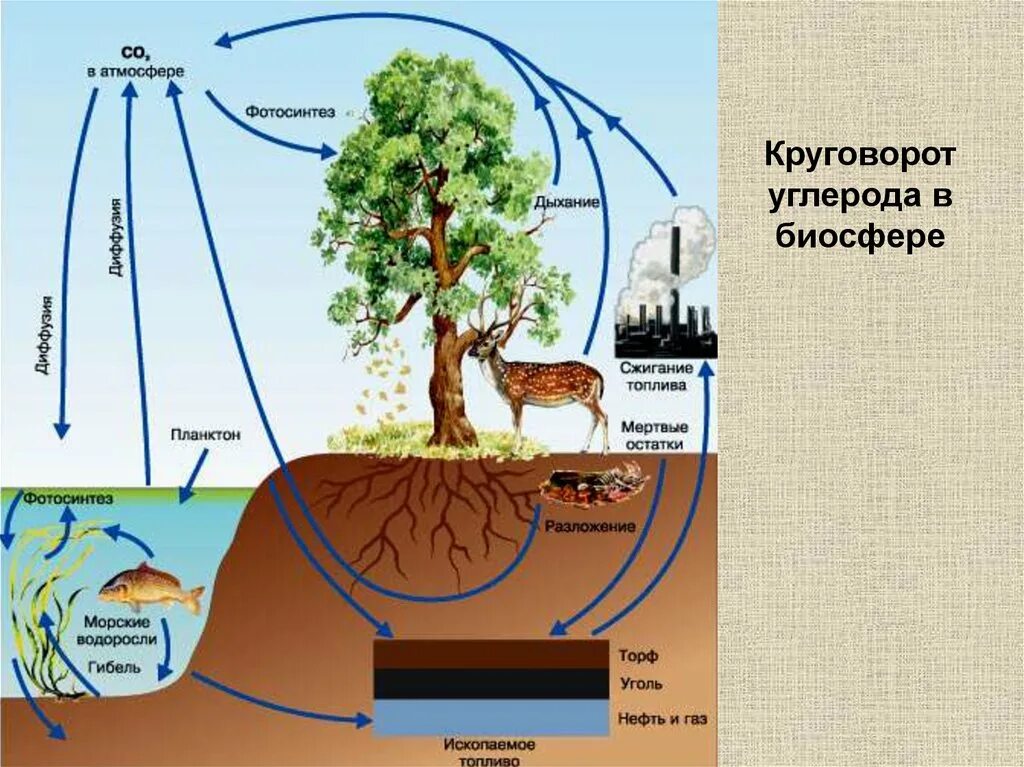 Схема круговорота углекислого газа. Круговорот углерода в биосфере. Круговорот углерода (по ф. Рамад, 1981). Биогеохимический круговорот кислорода в биосфере. Круговорот углерода в природе.